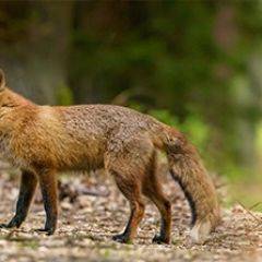 Кухонный фартук Фауна 005 МДФ матовый (3000) Fauna в Пойковском - poikovskii.mebel24.online | фото