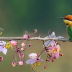 Кухонный фартук Фауна 015 МДФ матовый (3000) Fauna в Пойковском - poikovskii.mebel24.online | фото