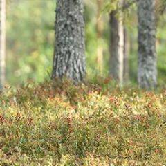 Кухонный фартук Фауна 023 МДФ матовый (3000) Fauna в Пойковском - poikovskii.mebel24.online | фото