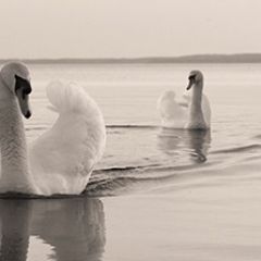 Кухонный фартук Фауна 029 МДФ матовый (3000) Fauna в Пойковском - poikovskii.mebel24.online | фото