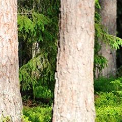 Кухонный фартук Фауна 033 МДФ матовый (3000) Fauna в Пойковском - poikovskii.mebel24.online | фото