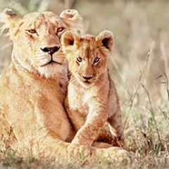 Кухонный фартук Фауна 042 МДФ матовый (3000) Fauna в Пойковском - poikovskii.mebel24.online | фото
