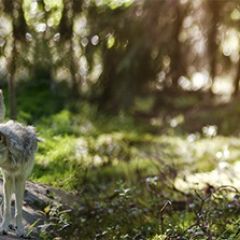 Кухонный фартук Фауна 046 МДФ матовый (3000) Fauna в Пойковском - poikovskii.mebel24.online | фото