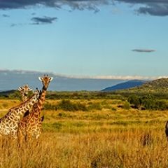 Кухонный фартук Фауна 061 МДФ матовый (3000) Fauna в Пойковском - poikovskii.mebel24.online | фото