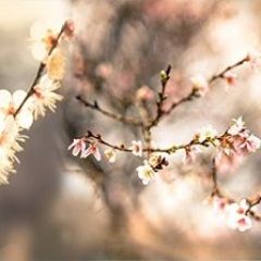 Кухонный фартук Цветы 317 МДФ матовый (3000) Flowers в Пойковском - poikovskii.mebel24.online | фото